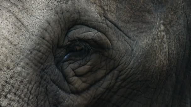 Глаз слона крупным планом — стоковое видео