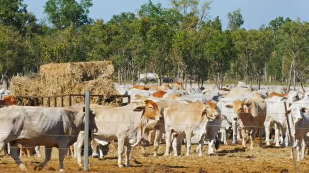 Australian beef cattle at yard — Stock Video