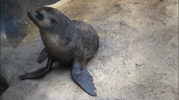 Australian fur seal pup — Stock Video