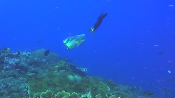 Batfish jaagt een ander batfish — Stockvideo