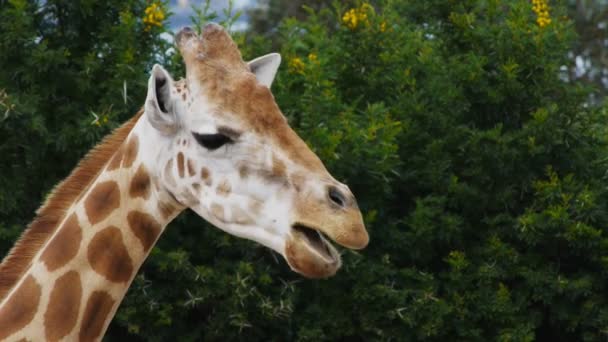 Giraffe frisst Blätter — Stockvideo