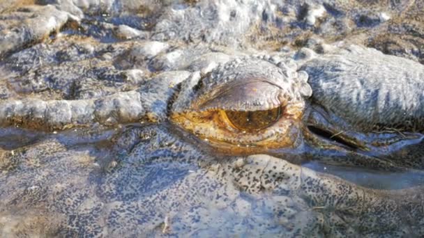 Saltwater crocodile blinking — Stock Video