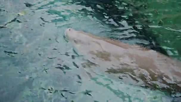 Superficies de dugong para el aire — Vídeo de stock