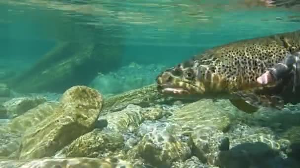 Brown trout being released — Stock Video