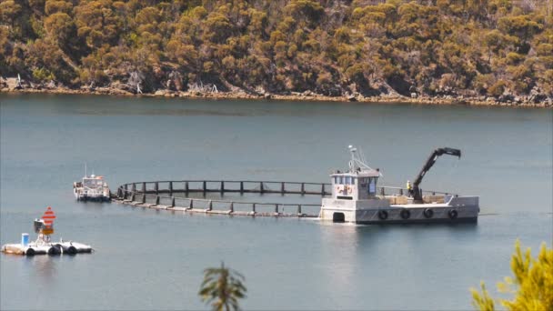 Fish farm tasmania — Stock Footage Fish farm tasmania Stock Footage
