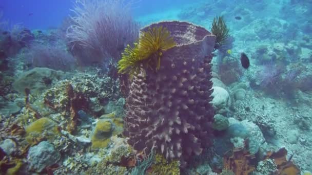 Estrella de plumas en un arrecife de coral — Vídeos de Stock