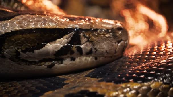 Burmesiska python huvud — Stockvideo