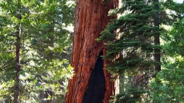 Giant sequoia boom in mariposa grove — Stockvideo