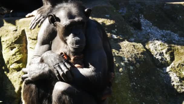 その赤ちゃんと母親チンパンジー — ストック動画