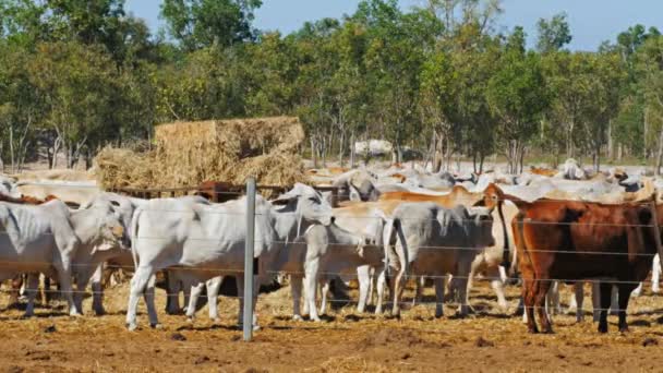 bovins de boucherie détenus au chantier 