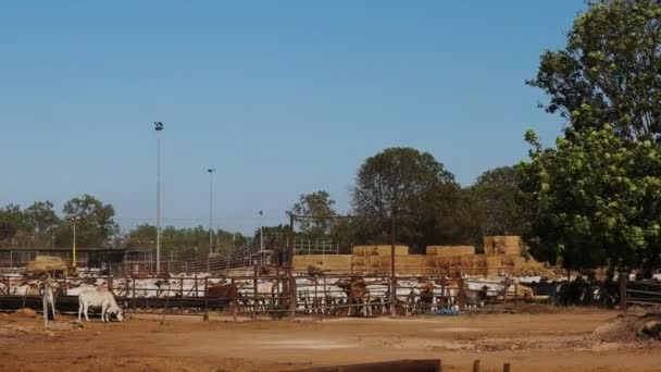 Australische rundvlees vee voor de export — Stockvideo
