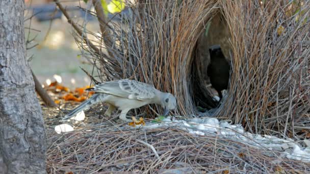 Dos grandes bowerbirds — Vídeos de Stock