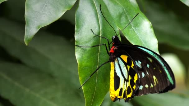Vlinder rustend op gebladerte — Stockvideo