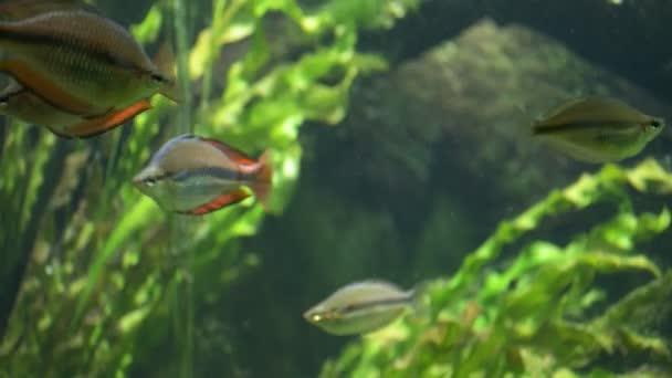 Poisson arc-en-ciel australien en aquarium — Video