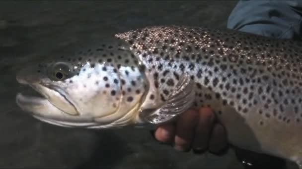 Pstrąg potokowy posiadanych przez rybaka — Wideo stockowe