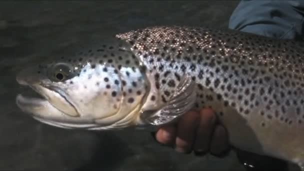 Truta marrom realizada por um pescador — Vídeo de Stock