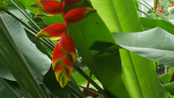 Тропический цветок геликонии — стоковое видео