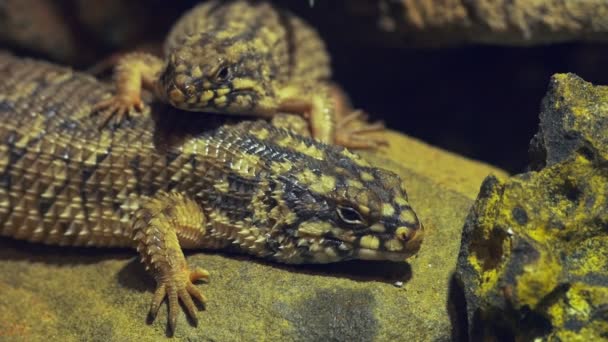 Hosmers skinks lying on the ground — Stock Video