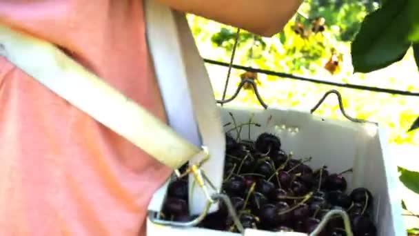 Recolector coloca cerezas en un contenedor — Vídeo de stock