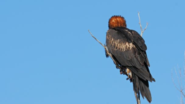 Zwarte breasted buzzard zat in een boom — Stockvideo