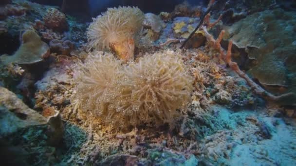 Goniopora coral creciendo en arrecife — Vídeos de Stock