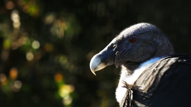 Head of an andean condor — Stock Video