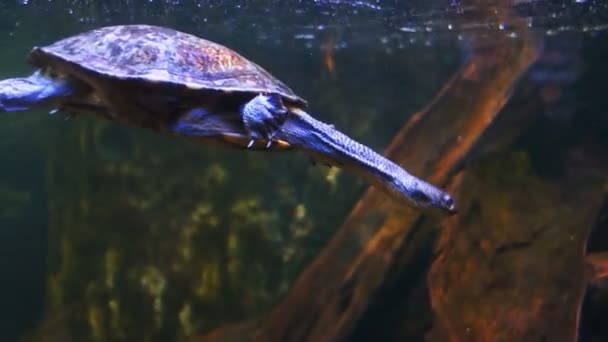 Turtle swims underwater — Stock Video