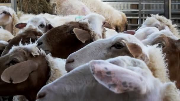 Moutons en attente dans un chemin de course — Video