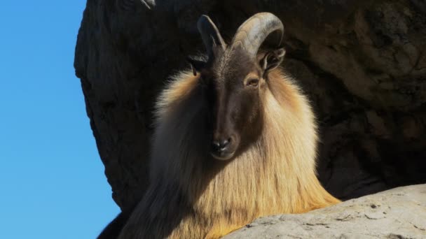 Himalayan tahr ruht auf einer Klippe — Stockvideo