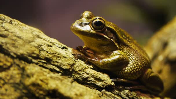 Bell frog on a tree branch — Stock Video