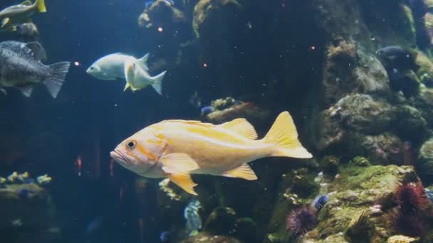Anary rockfish w akwarium — Wideo stockowe