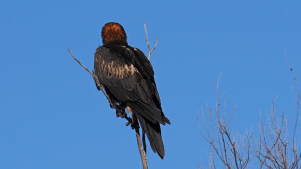 Preto breasted buzzard leva voo — Vídeo de Stock