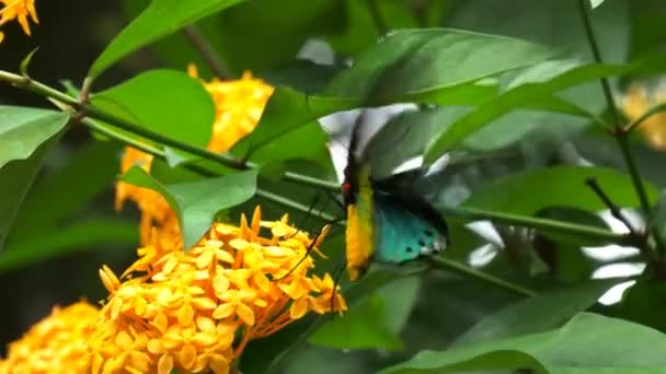 Borboleta alimentando-se de flor — Vídeo de Stock