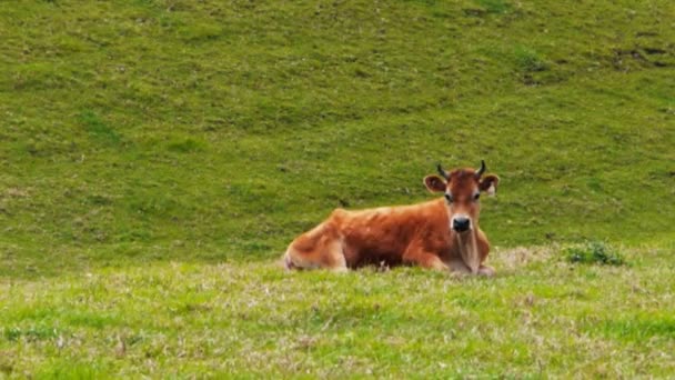 Vaca lechera jersey — Vídeo de stock