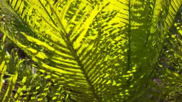 封闭的苏铁的树叶 — 图库视频影像