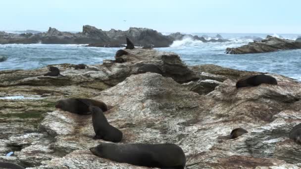 Zeehonden op de rotsen bij kaikoura — Stockvideo