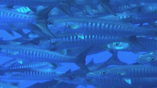 Barracuda swimming in aquarium — Stock Video