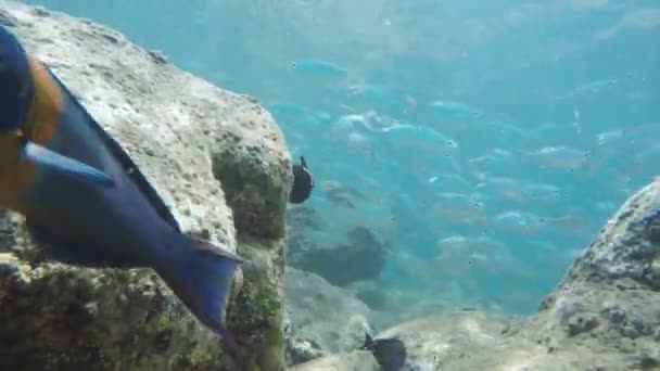 Peces de plata en la bahía de honolua — Vídeo de stock