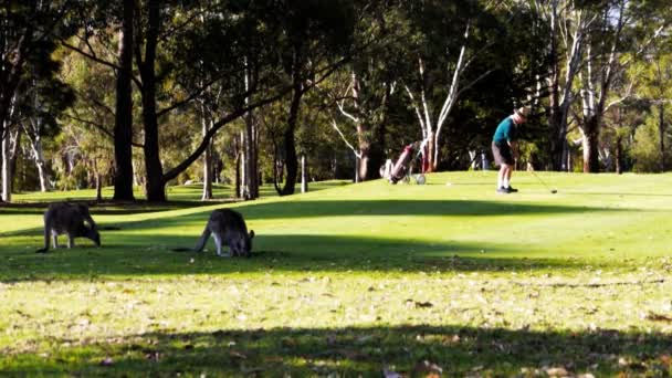 Merimbula Australia Septiembre 2013 Jugador Golf Dirige Una Audiencia Canguros — Vídeos de Stock