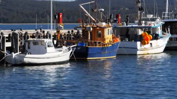 Eden Austrália Setembro 2013 Vários Barcos Frota Pesca Comercial Que — Vídeo de Stock