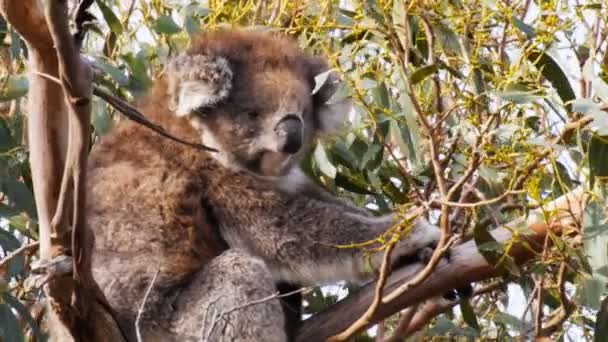 Adult koala in a gum tree — Stock Video