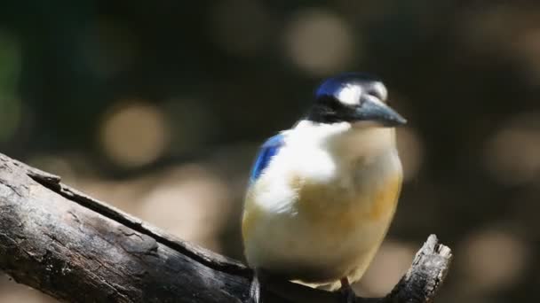 Skogen kingfisher sitter på trädet — Stockvideo