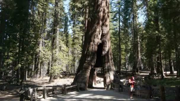 Tourists visiting the tunnel tree — Stock Video