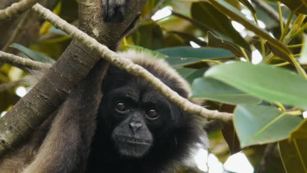 Mueller gibbon volání jiného — Stock video