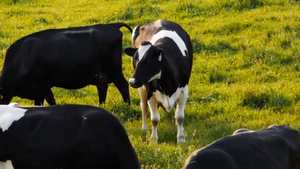 Tejelő tehén áll egy mezőben — Stock videók