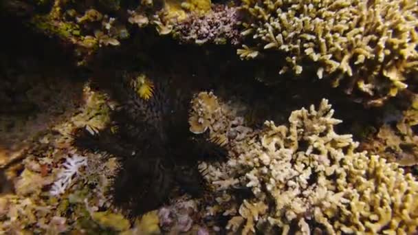 Thorns starfish on  reef — Stock Video