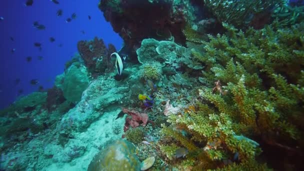 Fisk foder på ett korallrev — Stockvideo