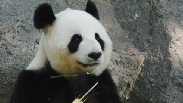 Panda gigante comiendo bambú — Vídeo de stock