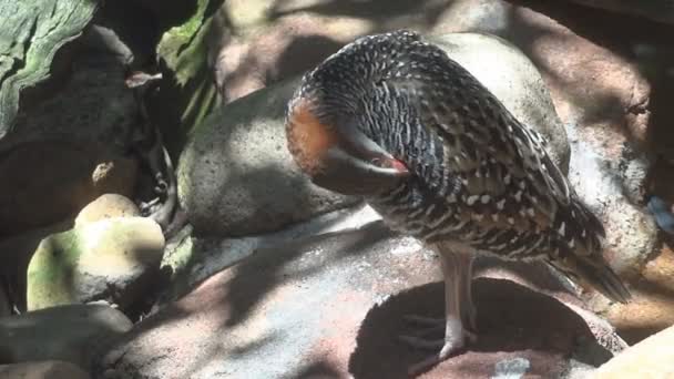 광 줄무늬 레일 preens의 깃털 — 비디오