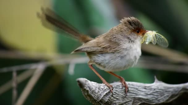 Superb fairy wren med en spets wing insekt — Stockvideo